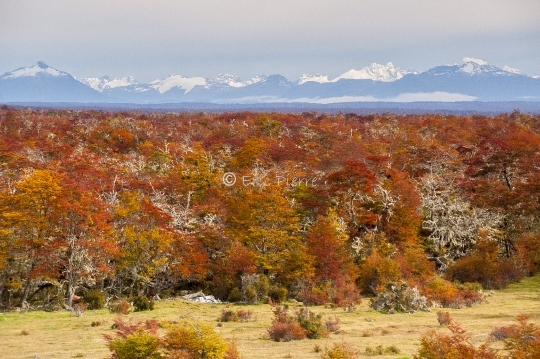 Automne en Patagonie