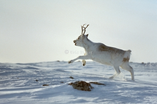 Caribou of Peary 