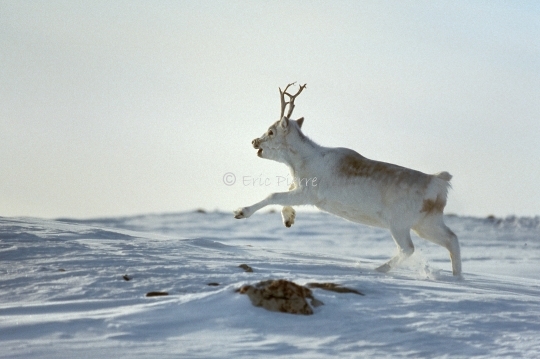 Caribou de Peary