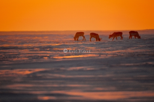 Caribous en Arctique