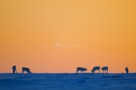 Caribous en Arctique
