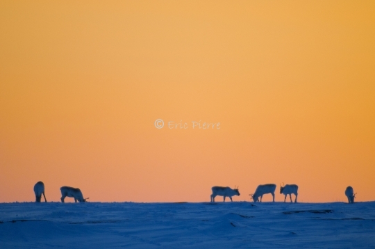 Caribous en Arctique