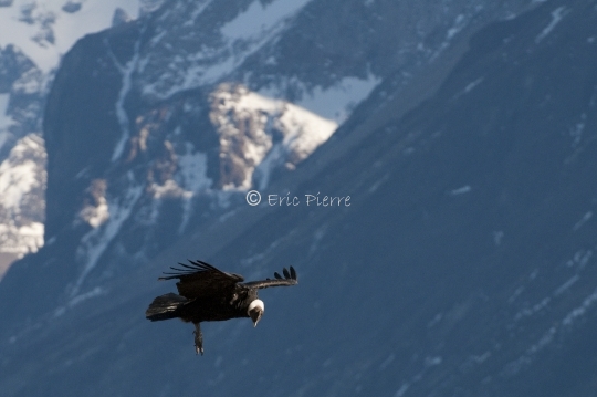 Condor en vol