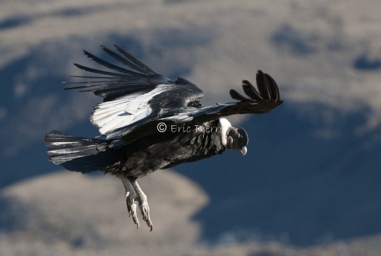 Condor en vol