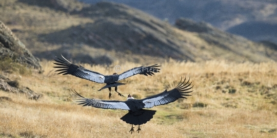 Condors