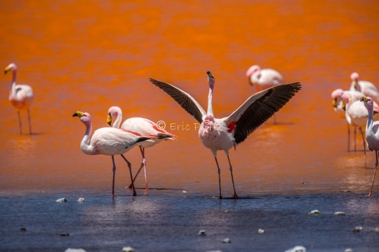 Andine Flamingos