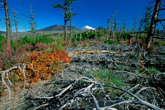 Forêt pétrifiée