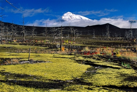 Forêt pétrifiée