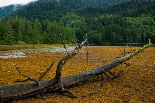 Forêt Pluviale