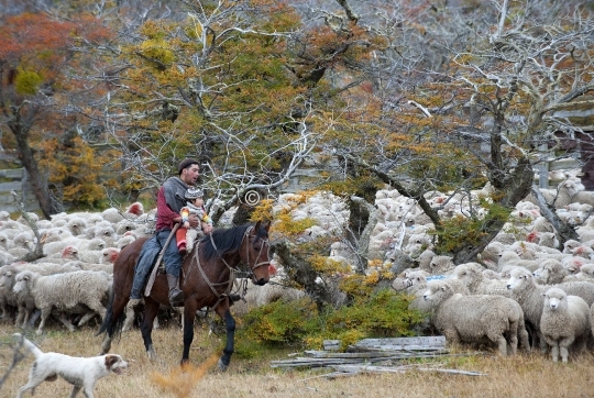 Gaucho en Patagonie