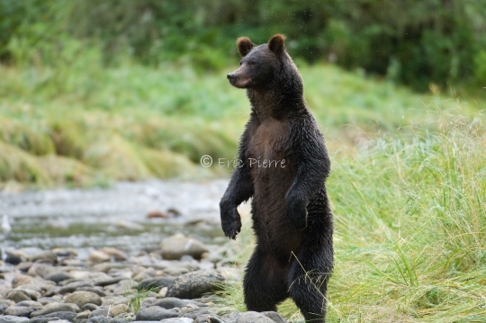 Grizzly curieux