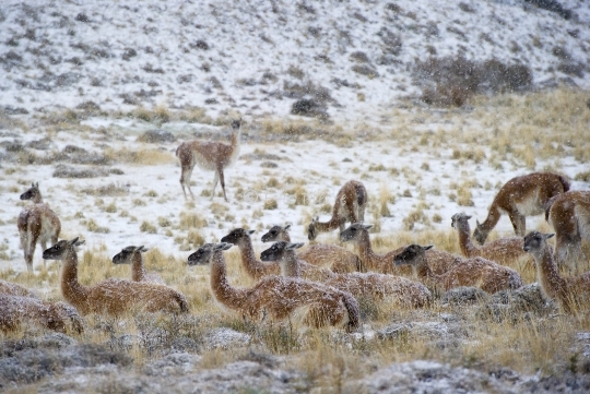 Guanacos