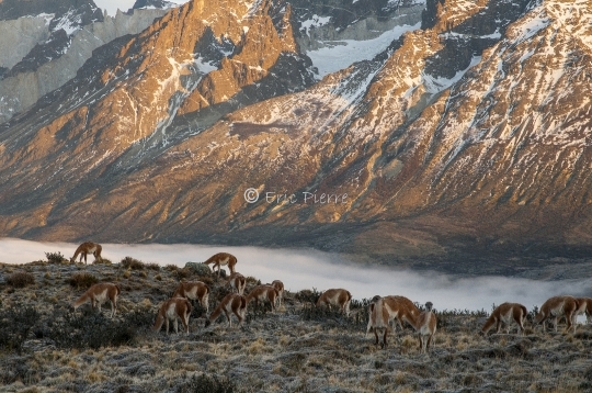 Guanacos