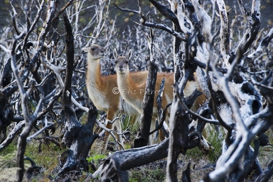 Guanacos