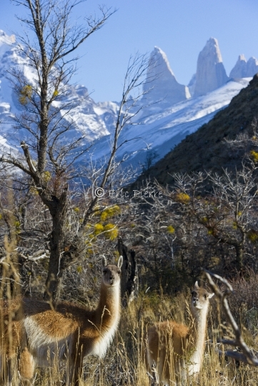 Guanacos