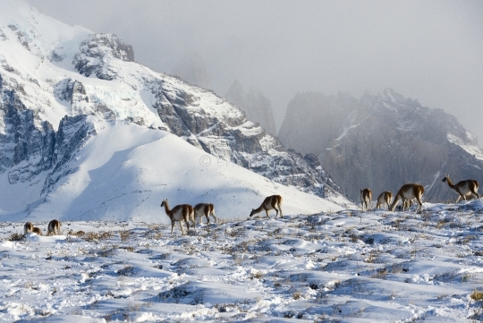 Guanacos dans la neige