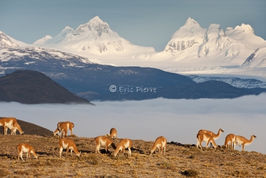 Guanacos en Patagonie