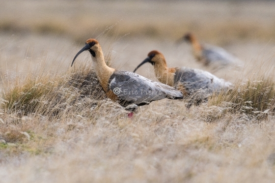 Ibis