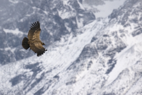 Jeune condor