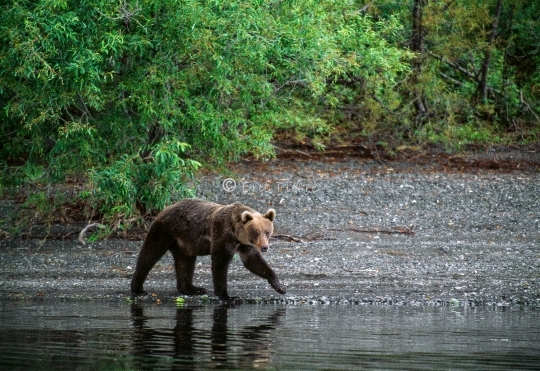 Jeune Ours Brun