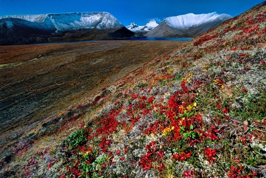 La Taïga en automne