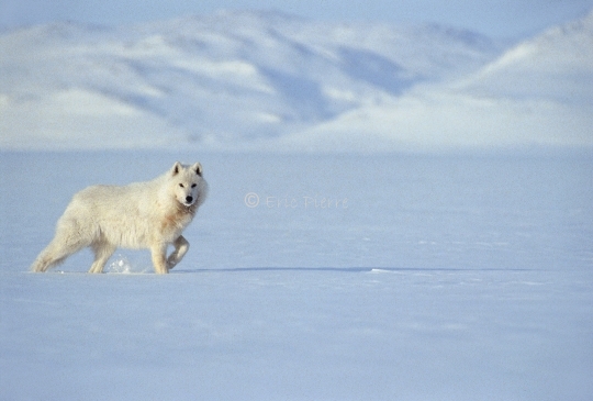 Loup arctique