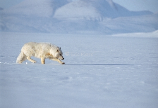 Loup arctique