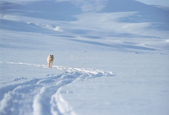 Loup arctique