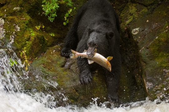 Ours à la pêche