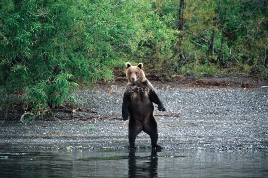 Ours brun debout