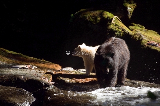 Ours Esprit et sa mère