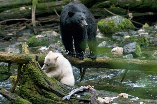 Ours Esprit et sa mère