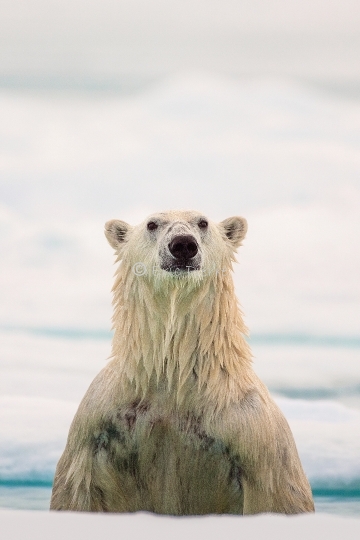 Ours polaire debout