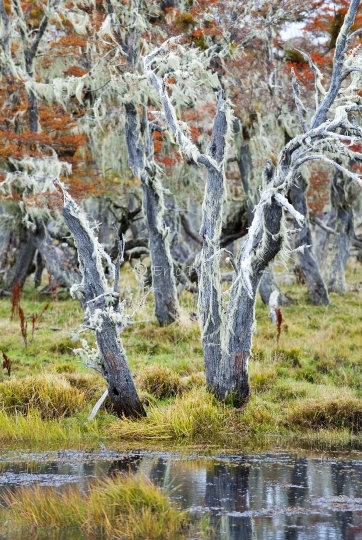 Paysage de Patagonie