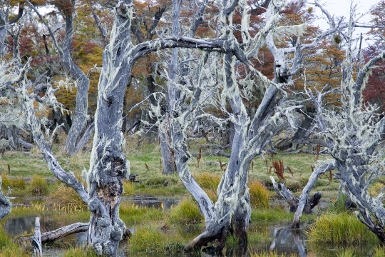 Paysage de Patagonie