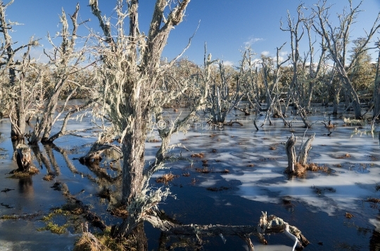 Paysage de Patagonie