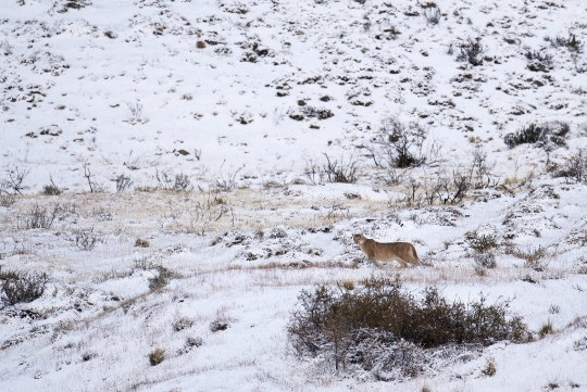 Puma dans la neige