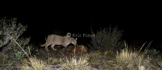 Puma la nuit