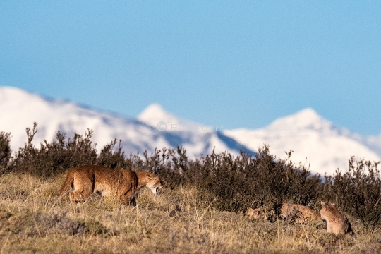 Pumas