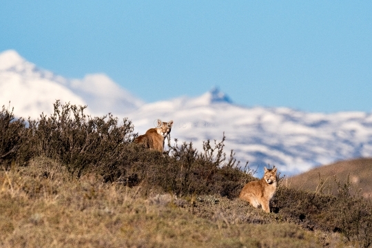 Pumas