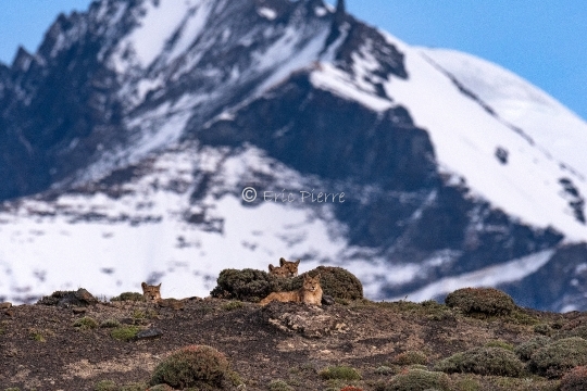 Pumas