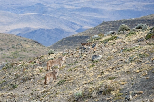 Pumas en Patagonie
