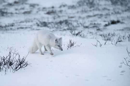 Renard arctique