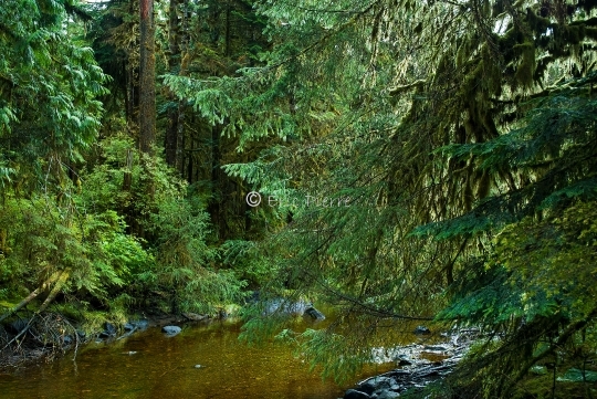 Rivière dans la forêt