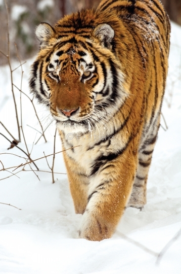 Tigre de l