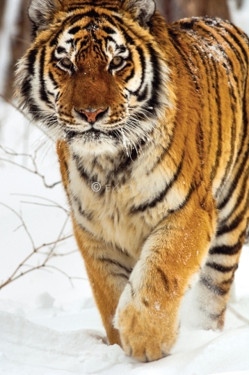Amur tiger