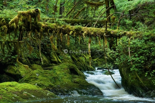 Torent dans la forêt